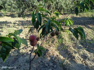 Tekirdağ Şarköy Müreftede Satılık Zeytinlik 13