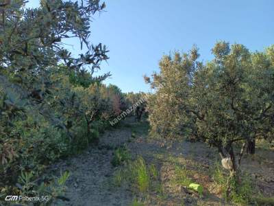 Tekirdağ Şarköy Müreftede Satılık Zeytinlik 10