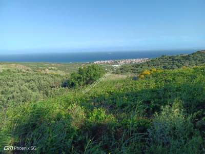Tekirdağ Şarköy Müreftede Satılık Zeytinlik 17