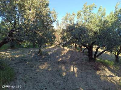 Tekirdağ Şarköy Müreftede Satılık Zeytinlik 11