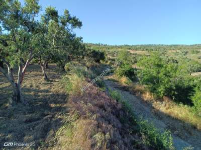 Tekirdağ Şarköy Müreftede Satılık Zeytinlik 3