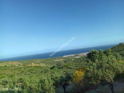 Tekirdağ Şarköy Müreftede Satılık Zeytinlik 5