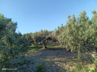 Tekirdağ Şarköy Müreftede Satılık Zeytinlik 6