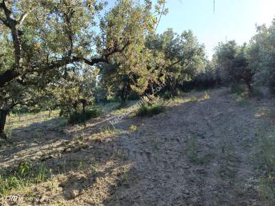 Tekirdağ Şarköy Müreftede Satılık Zeytinlik 16