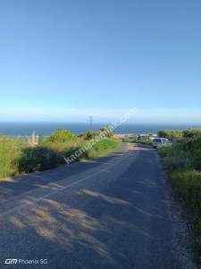 Tekirdağ Şarköy Müreftede Satılık Zeytinlik 1