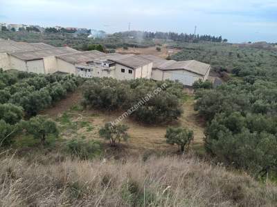 Tekirdağ Şarköy Mürefte Mahallesi Satılık Zeytinlik 4