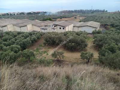 Tekirdağ Şarköy Mürefte Mahallesi Satılık Zeytinlik 3