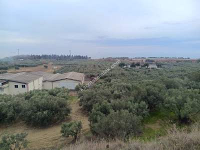 Tekirdağ Şarköy Mürefte Mahallesi Satılık Zeytinlik 1