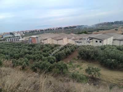 Tekirdağ Şarköy Mürefte Mahallesi Satılık Zeytinlik 2