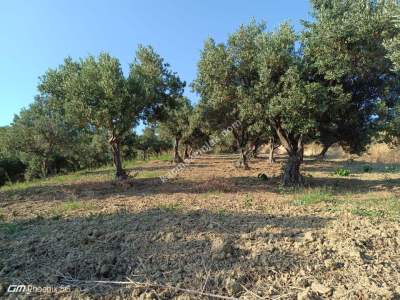 Tekirdağ Şarköy Tepeköy Mahallesi Satılık Zeytinlik Bağ 15