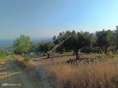 Tekirdağ Şarköy Tepeköy Mahallesi Satılık Zeytinlik Bağ