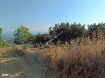 Tekirdağ Şarköy Tepeköy Mahallesi Satılık Zeytinlik Bağ 2