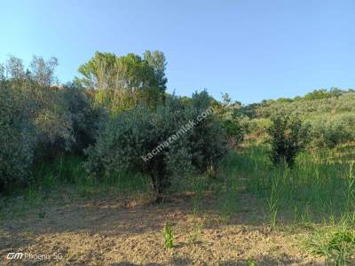 Tekirdağ Şarköy Tepeköy Mahallesi Satılık Zeytinlik Bağ 13