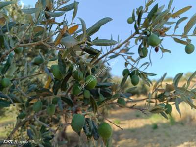 Tekirdağ Şarköy Tepeköy Mahallesi Satılık Zeytinlik Bağ 16