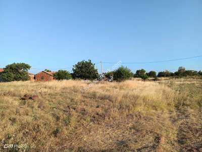 Tekirdağ Şarköy Tepeköy Mahallesi Satılık Zeytinlik Bağ 7