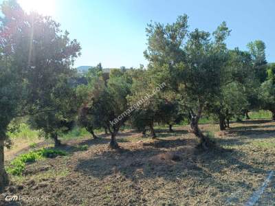 Tekirdağ Şarköy Tepeköy Mahallesi Satılık Zeytinlik Bağ 14