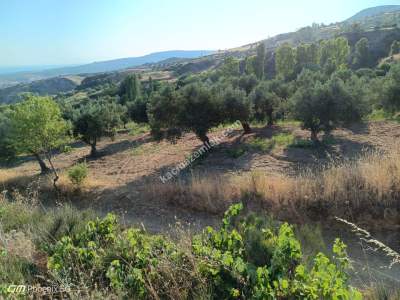 Tekirdağ Şarköy Tepeköy Mahallesi Satılık Zeytinlik Bağ 4