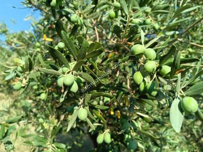 Tekirdağ Şarköy Tepeköy Mahallesi Satılık Zeytinlik Bağ 10