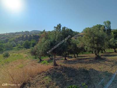 Tekirdağ Şarköy Tepeköy Mahallesi Satılık Zeytinlik Bağ 18