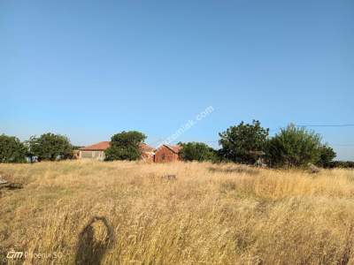 Tekirdağ Şarköy Tepeköy Mahallesi Satılık Zeytinlik Bağ 6