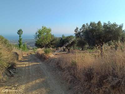 Tekirdağ Şarköy Tepeköy Mahallesi Satılık Zeytinlik Bağ 3