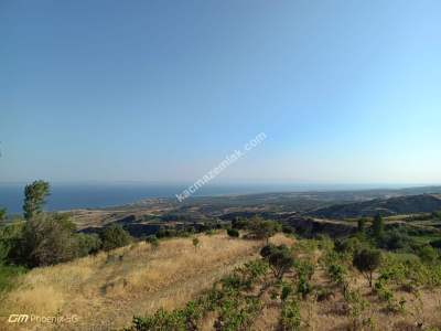 Tekirdağ Şarköy Tepeköy Mahallesi Satılık Zeytinlik Bağ 19