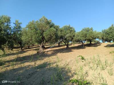 Tekirdağ Şarköy Tepeköy Mahallesi Satılık Zeytinlik Bağ 9