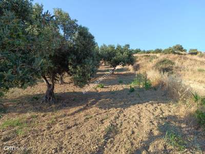Tekirdağ Şarköy Tepeköy Mahallesi Satılık Zeytinlik Bağ 17