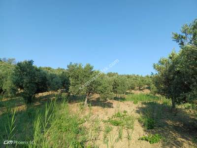 Tekirdağ Şarköy Tepeköy Mahallesi Satılık Zeytinlik Bağ 11