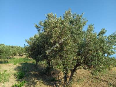 Tekirdağ Şarköy Tepeköy Mahallesi Satılık Zeytinlik Bağ 12