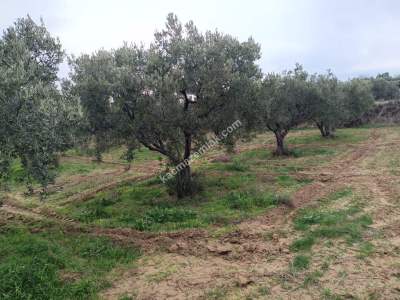 Tekirdağ Şarköy Yukarıkalamış Mah. Satılık Zeytinlik 6