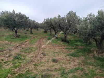 Tekirdağ Şarköy Yukarıkalamış Mah. Satılık Zeytinlik 8