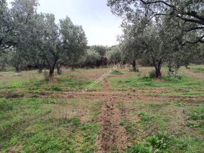 Tekirdağ Şarköy Yukarıkalamış Mah. Satılık Zeytinlik 7