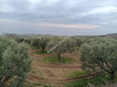 Tekirdağ Şarköy Yukarıkalamış Mah. Satılık Zeytinlik 2