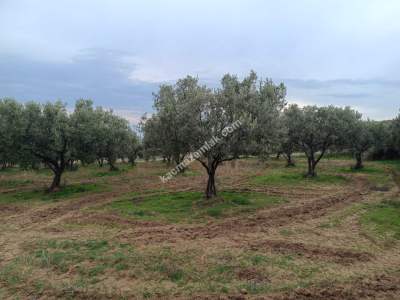 Tekirdağ Şarköy Yukarıkalamış Mah. Satılık Zeytinlik 4