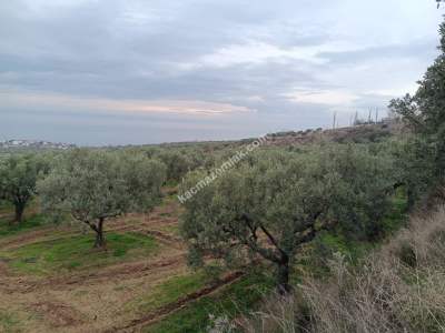 Tekirdağ Şarköy Yukarıkalamış Mah. Satılık Zeytinlik 3