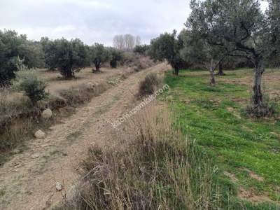 Tekirdağ Şarköy Yukarıkalamış Mah. Satılık Zeytinlik 1