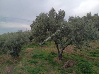 Tekirdağ Şarköy Yukarıkalamış Mah. Satılık Zeytinlik 5