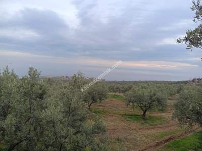 Tekirdağ Şarköy Yukarıkalamış Mah. Satılık Zeytinlik 5