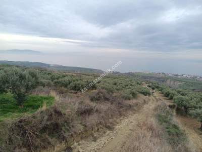 Tekirdağ Şarköy Yukarıkalamış Mah. Satılık Zeytinlik 1