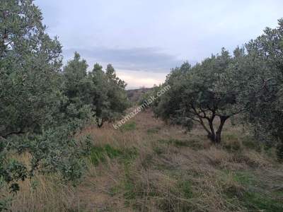 Tekirdağ Şarköy Yukarıkalamış Mah. Satılık Zeytinlik 9