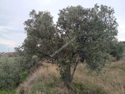Tekirdağ Şarköy Yukarıkalamış Mah. Satılık Zeytinlik 7