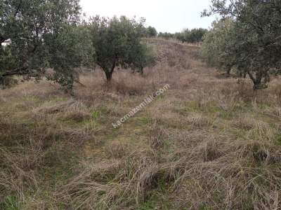 Tekirdağ Şarköy Yukarıkalamış Mah. Satılık Zeytinlik 6