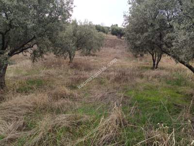 Tekirdağ Şarköy Yukarıkalamış Mah. Satılık Zeytinlik 10