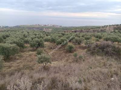Tekirdağ Şarköy Yukarıkalamış Mah. Satılık Zeytinlik 4