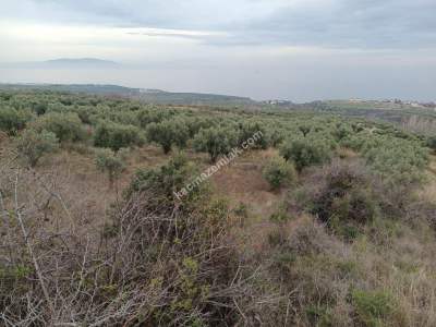 Tekirdağ Şarköy Yukarıkalamış Mah. Satılık Zeytinlik 2