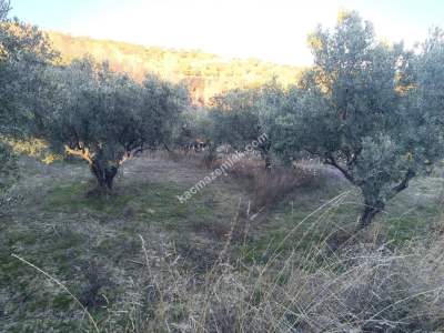 Tekirdağ Şarköy Yukarıkalamış Mah. Satılık Zeytinlik 5