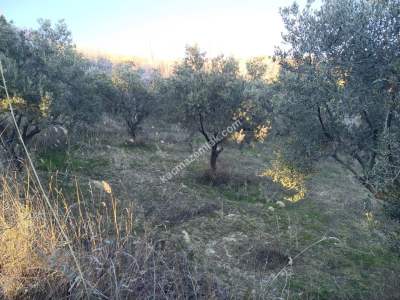 Tekirdağ Şarköy Yukarıkalamış Mah. Satılık Zeytinlik 4