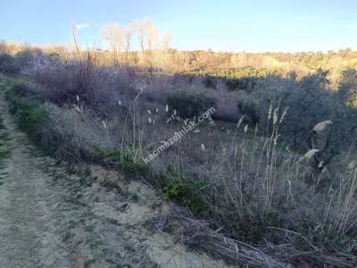 Tekirdağ Şarköy Yukarıkalamış Mah. Satılık Zeytinlik 3