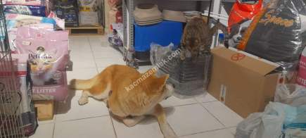 Kaçmaz Emlak'tan İzmit'te Devren Satılık Pet Shop 11